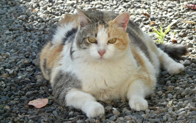 image for National Pet Obesity Awareness Day