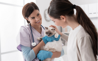 image for August 22nd is Take Your Cat to the Vet Day!